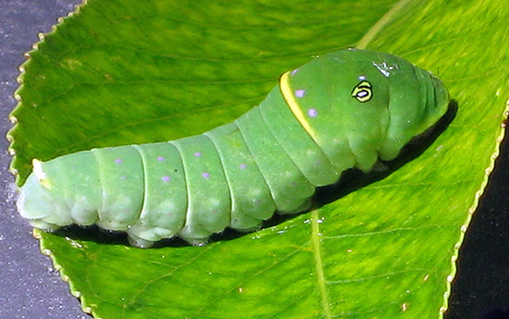 larvae